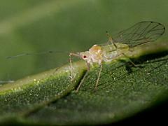 Aphid